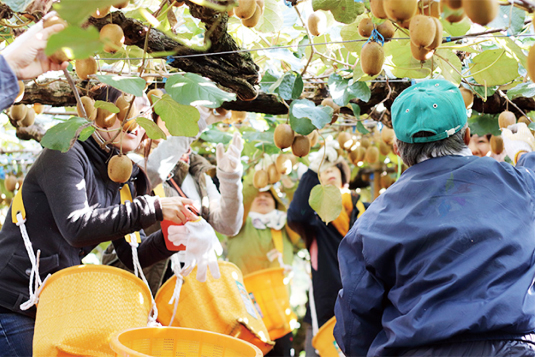 16. Kiwifruits harvesting 
