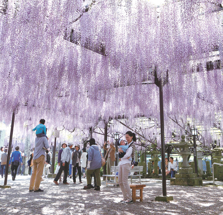 Kurogi Big Wisteria
