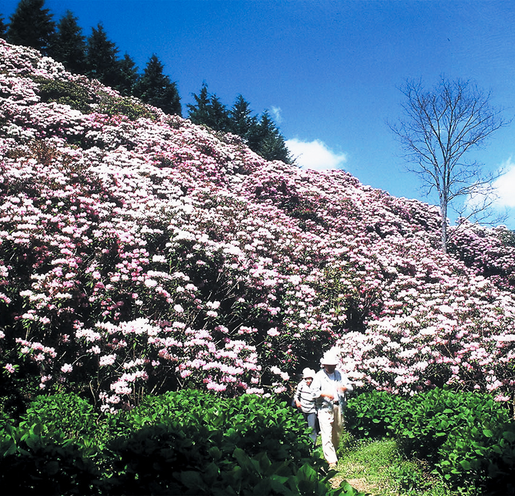Rhododendron Park